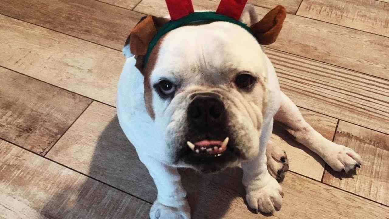 gaetano cane emma marrone